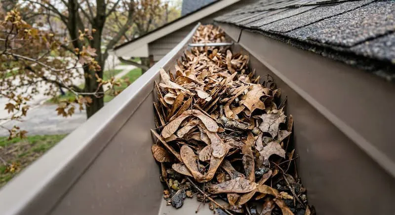 maple seeds clogging gutter
